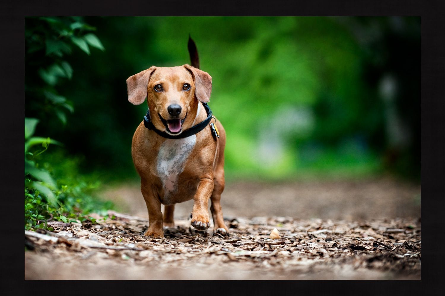 11_0_63_1dachshund_running_louisville_dog_photography.jpg