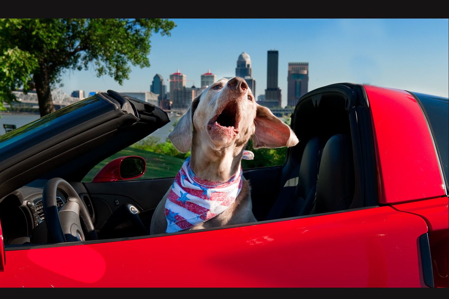 16_0_15_1weim_dog_in_corvette.jpg