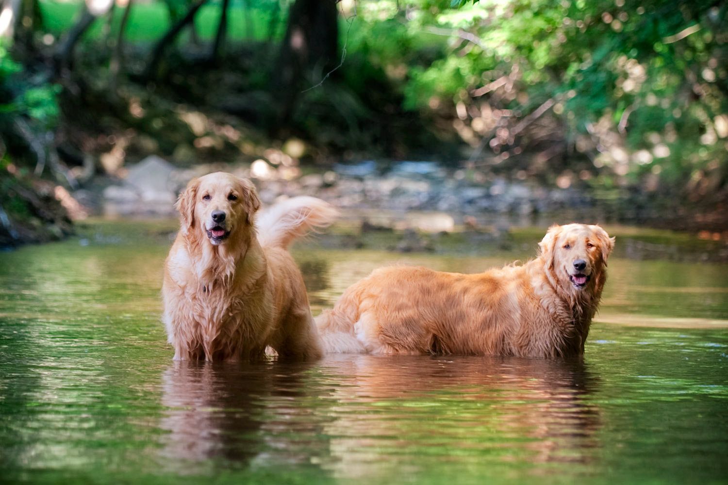 15_0_58_1golden_retrievers_in_creek.jpg