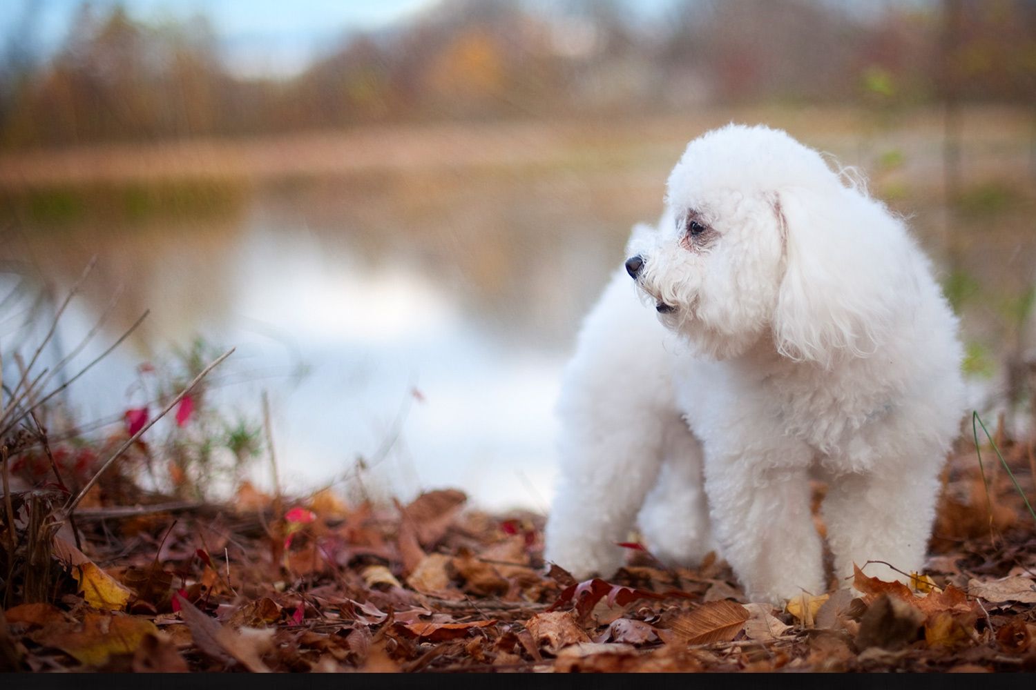 18_0_61_1bichon_by_kentucky_lake.jpg