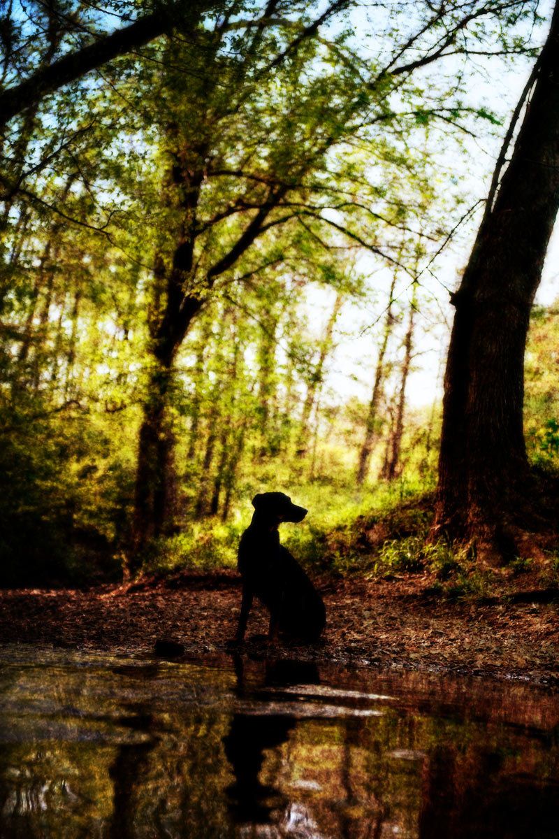 8_0_57_1dog_in_silhouette.jpg