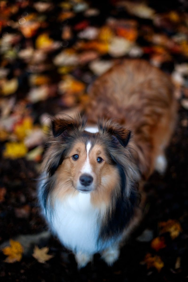27_1_31_1sheltie_dog_fine_portrait_kentucky.jpg