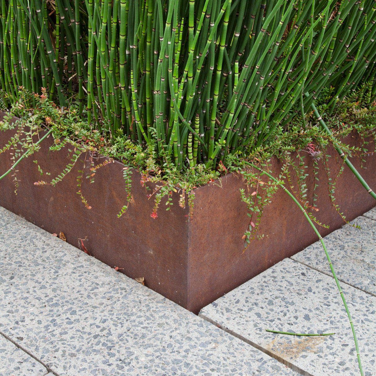 Untitled, from The High Line: An Abstract Nature