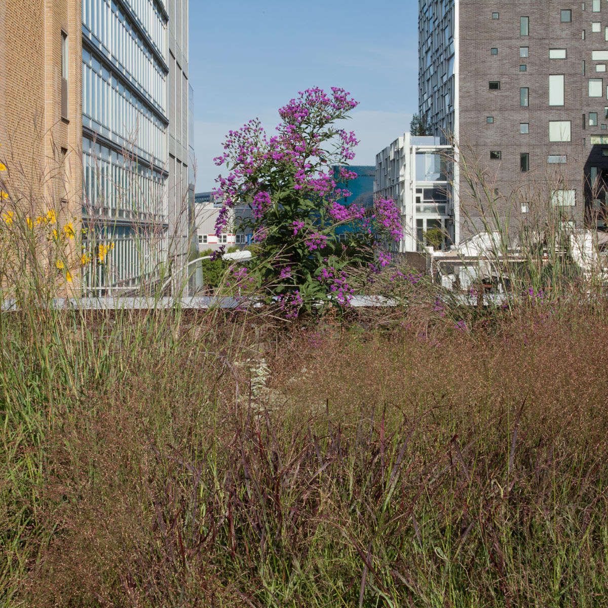 Untitled, from The High Line: An Abstract Nature