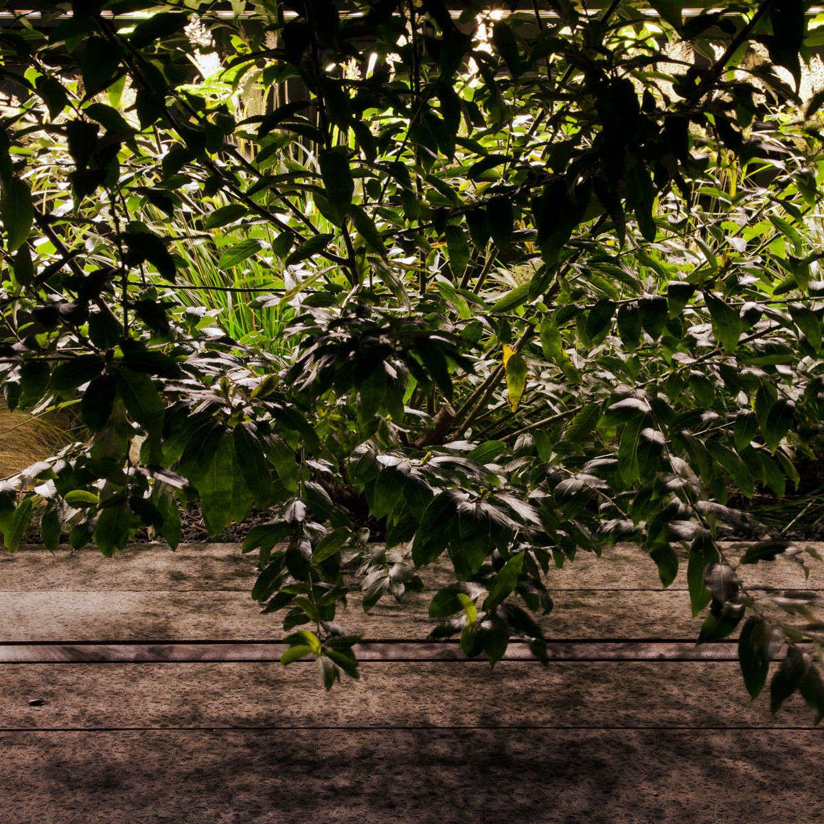 Untitled, from The High Line: An Abstract Nature