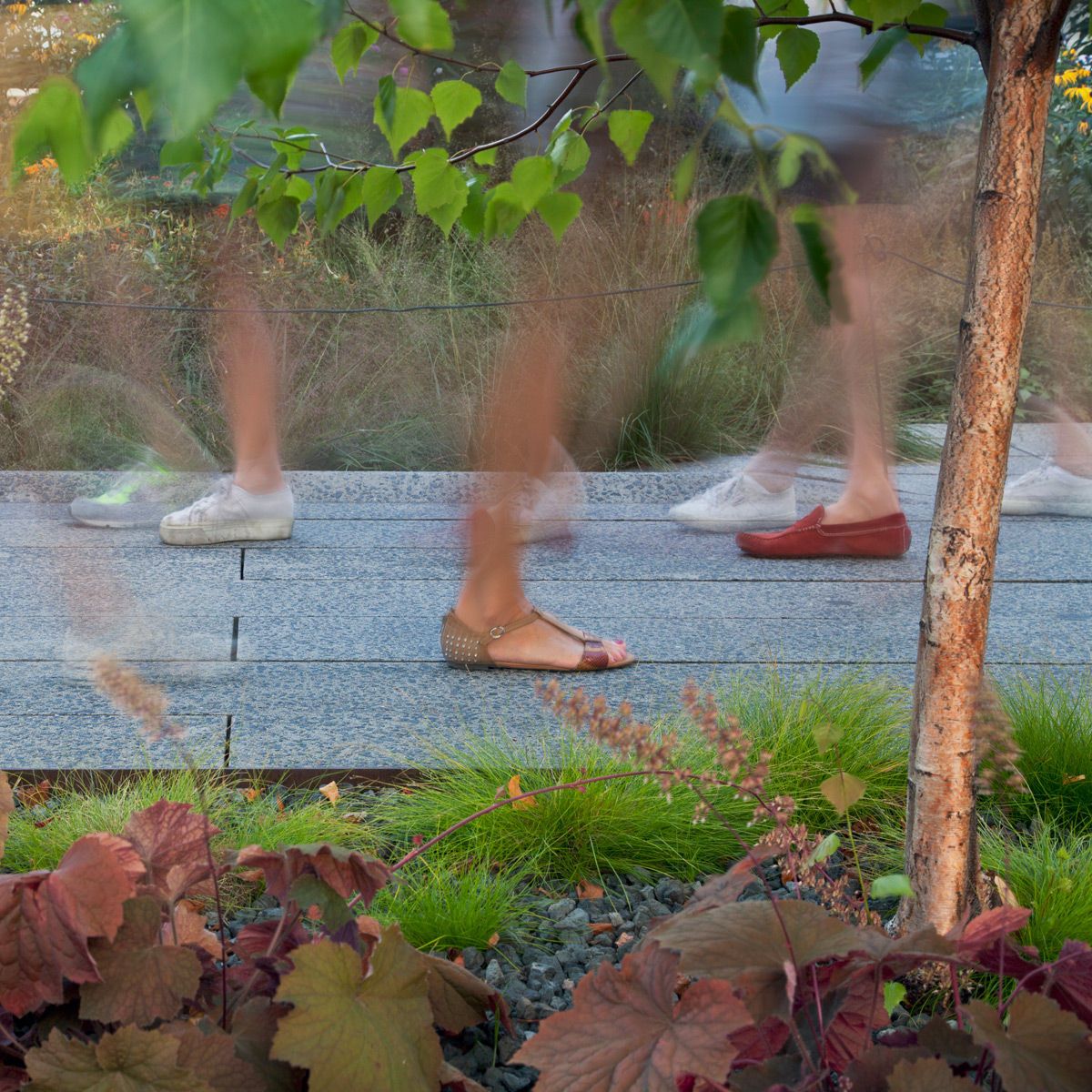 Untitled, from The High Line: An Abstract Nature