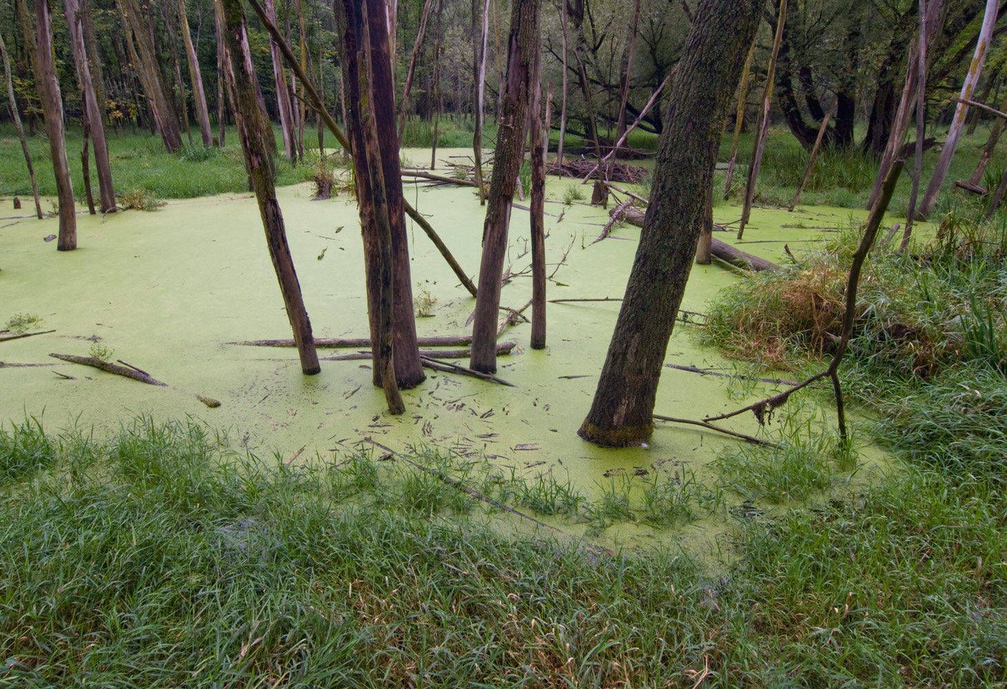 Swamp