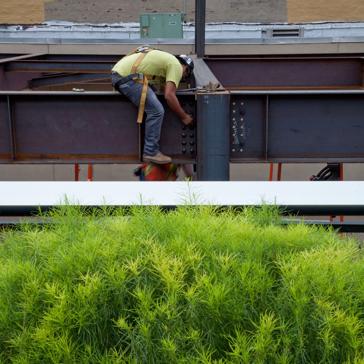 Untitled, from The High Line: An Abstract Nature