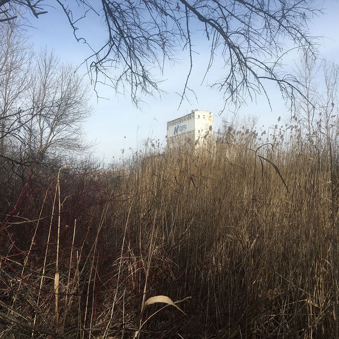 Nidera from Woodland.jpg