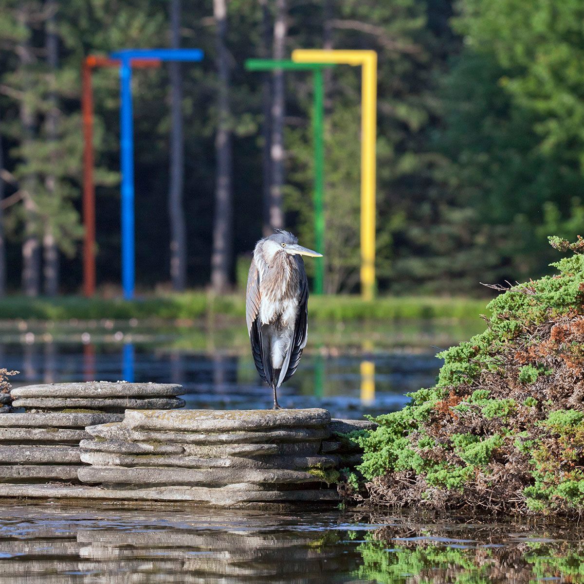 Heron Framed