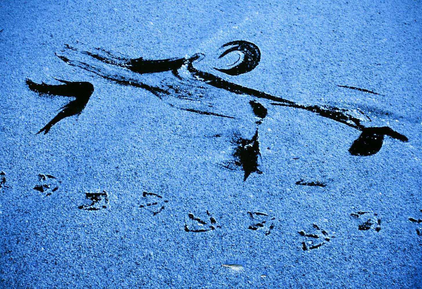 Icy Calligraphy