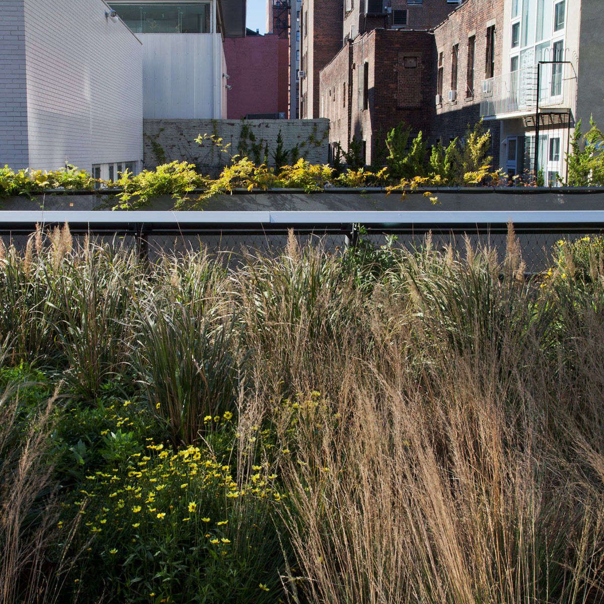 Untitled, from The High Line: An Abstract Nature