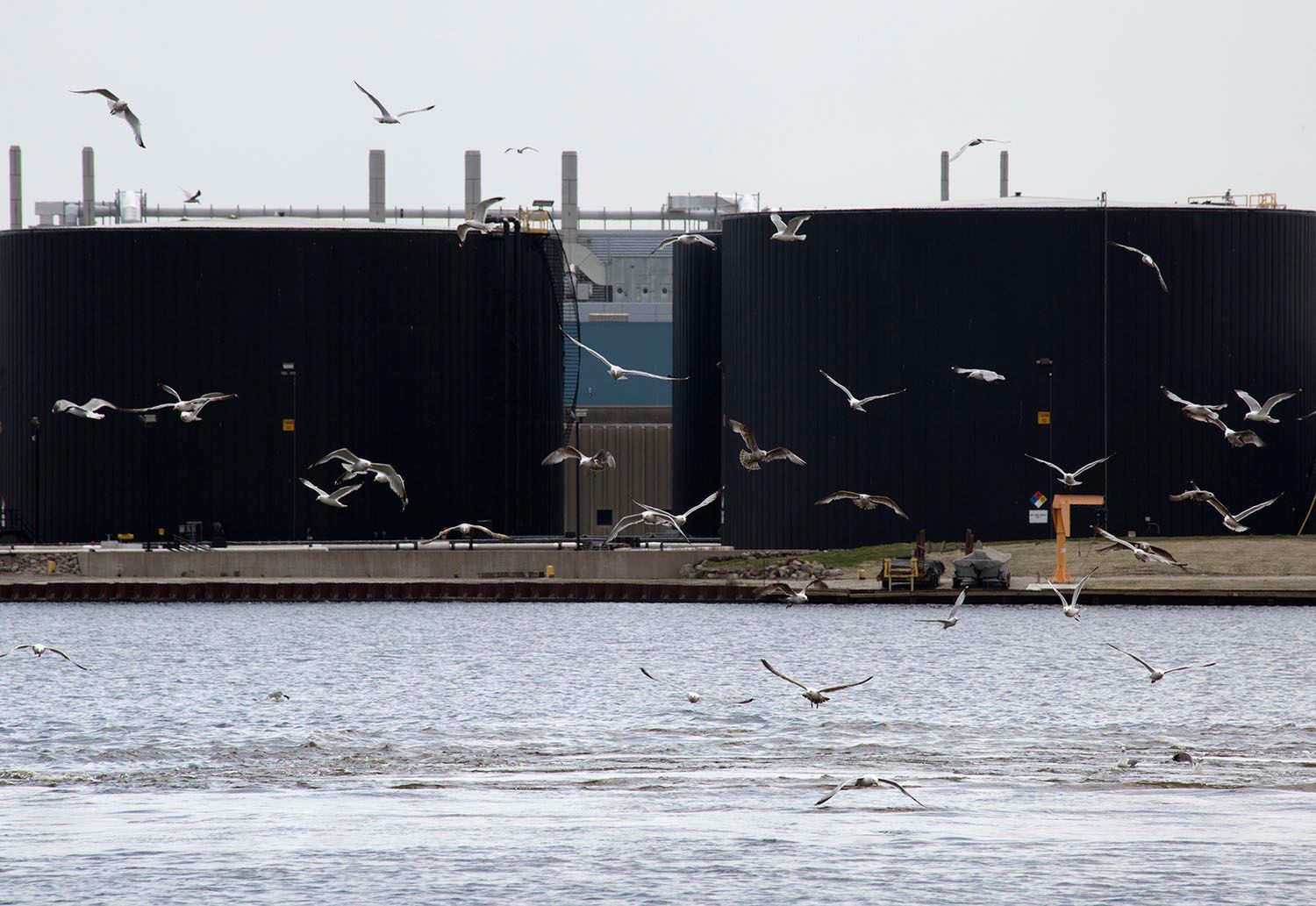 EDaniel_Gulls & Tanks.jpg