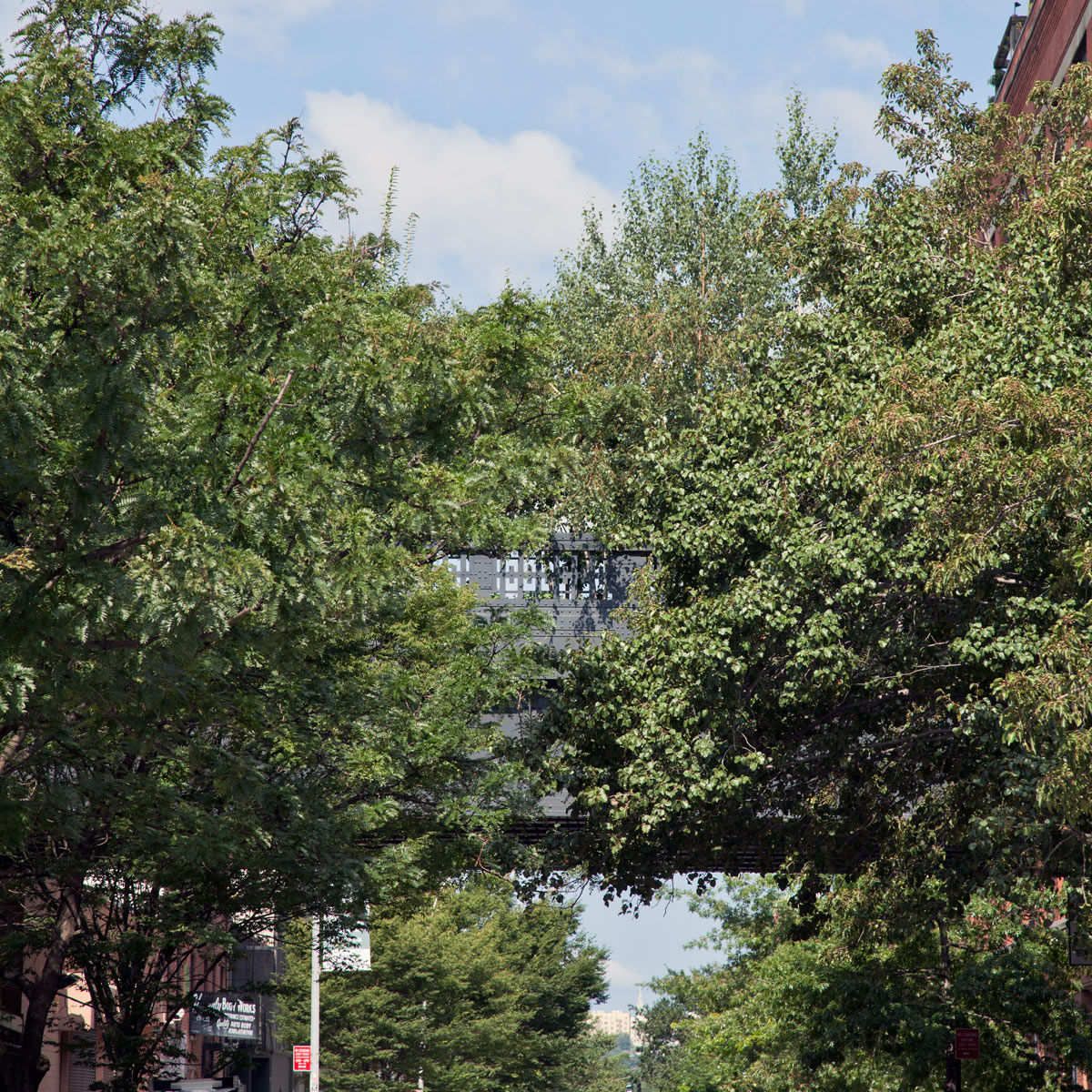 Untitled, from The High Line: An Abstract Nature