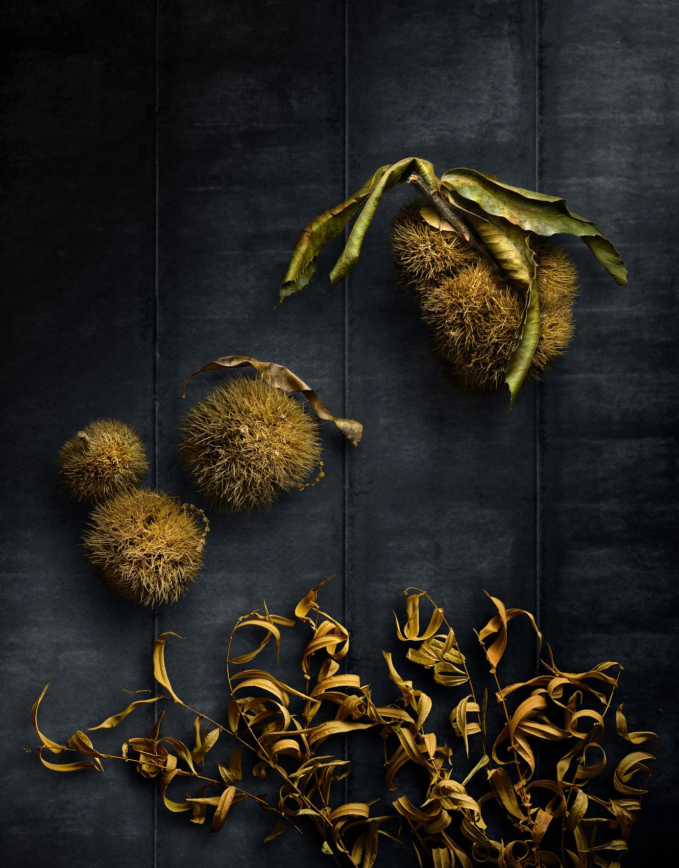 American-Chestnut-Pods-Master-Jpeg-copy.jpg