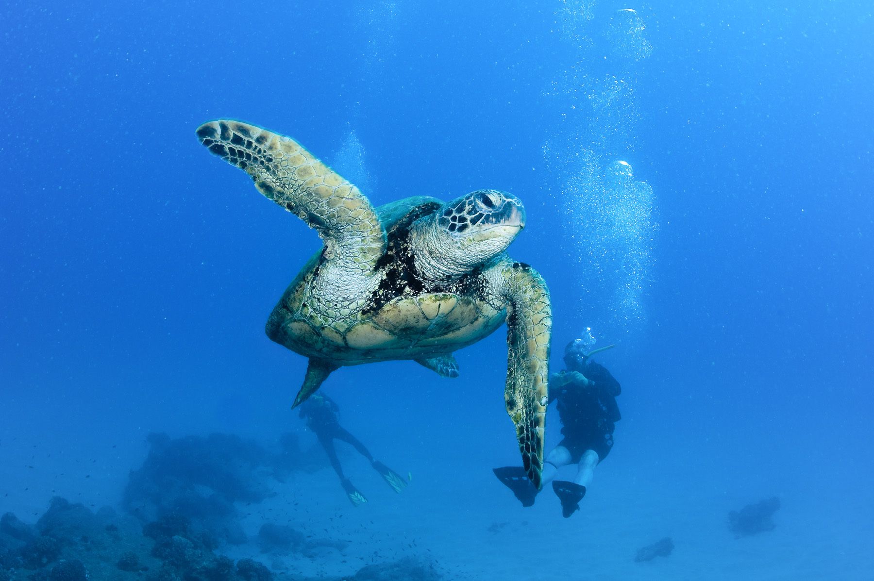 Hawaiian sea turtle