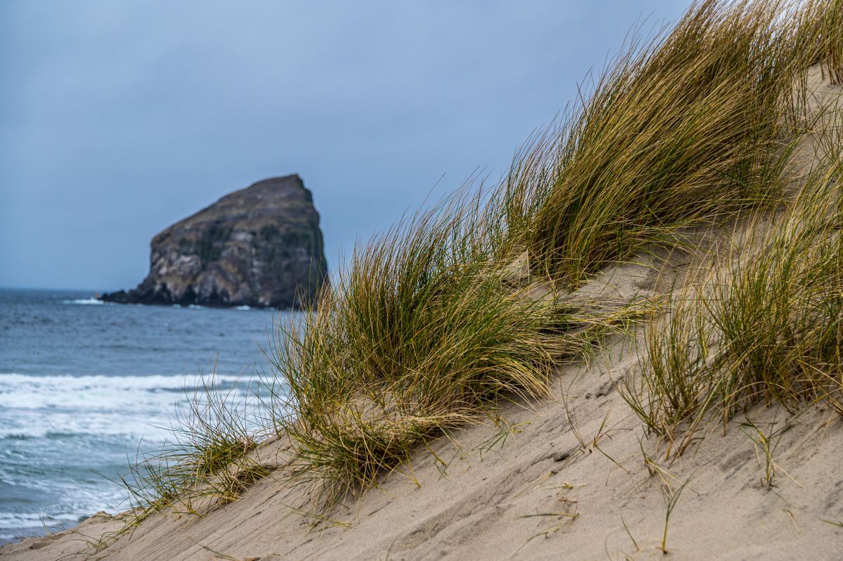 Grass protecting the dunes