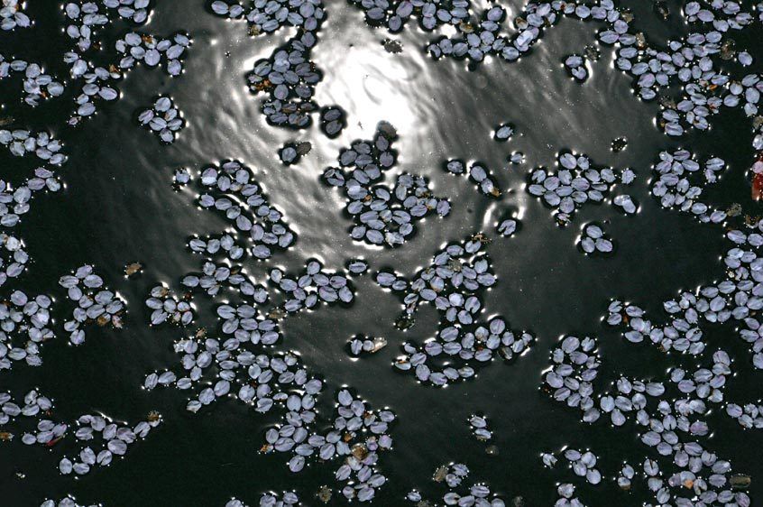 11_0_513_1web_blossoms_on_water__01.jpg