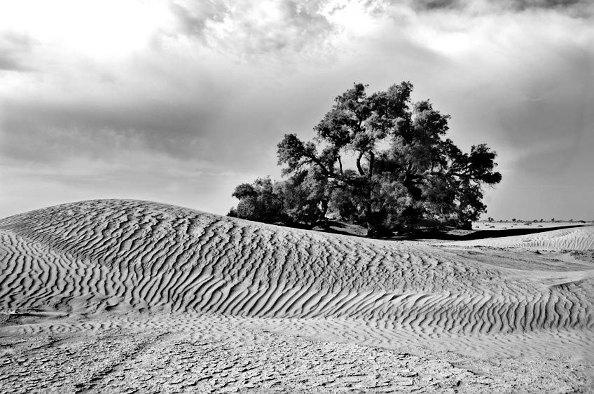 29_0_747_1r2web_sand___tree_bw__5.jpg