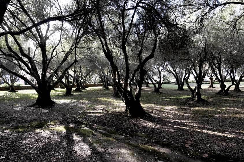 9_0_681_1web_olive_grove_filoli.jpg