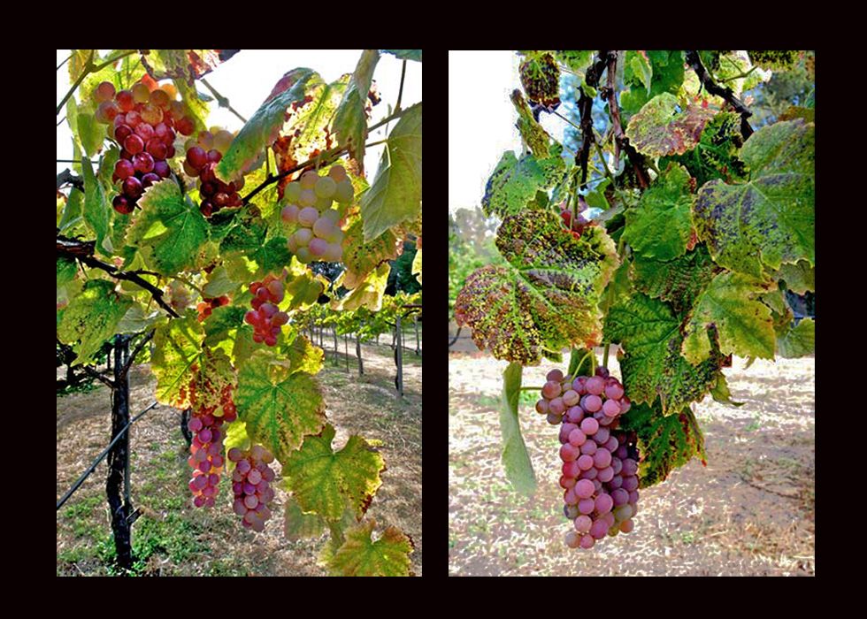 Web-Filoli-Grapes.jpg