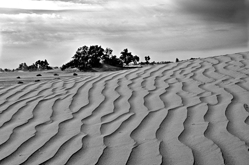 28_0_748_1r2web_tree___sand_bw__6.jpg