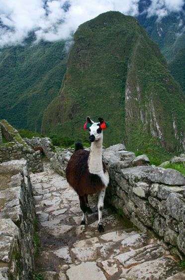 12_0_670_1web_llama_machu_picchu__03.jpg