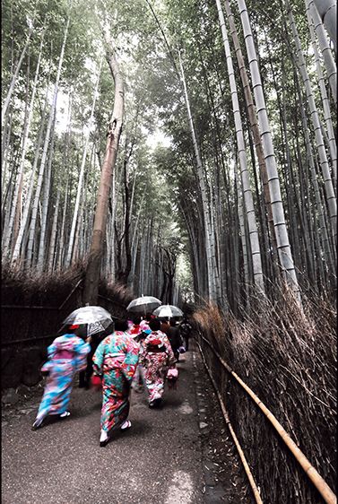 Web-Japan-Bamboo-Forest.jpg