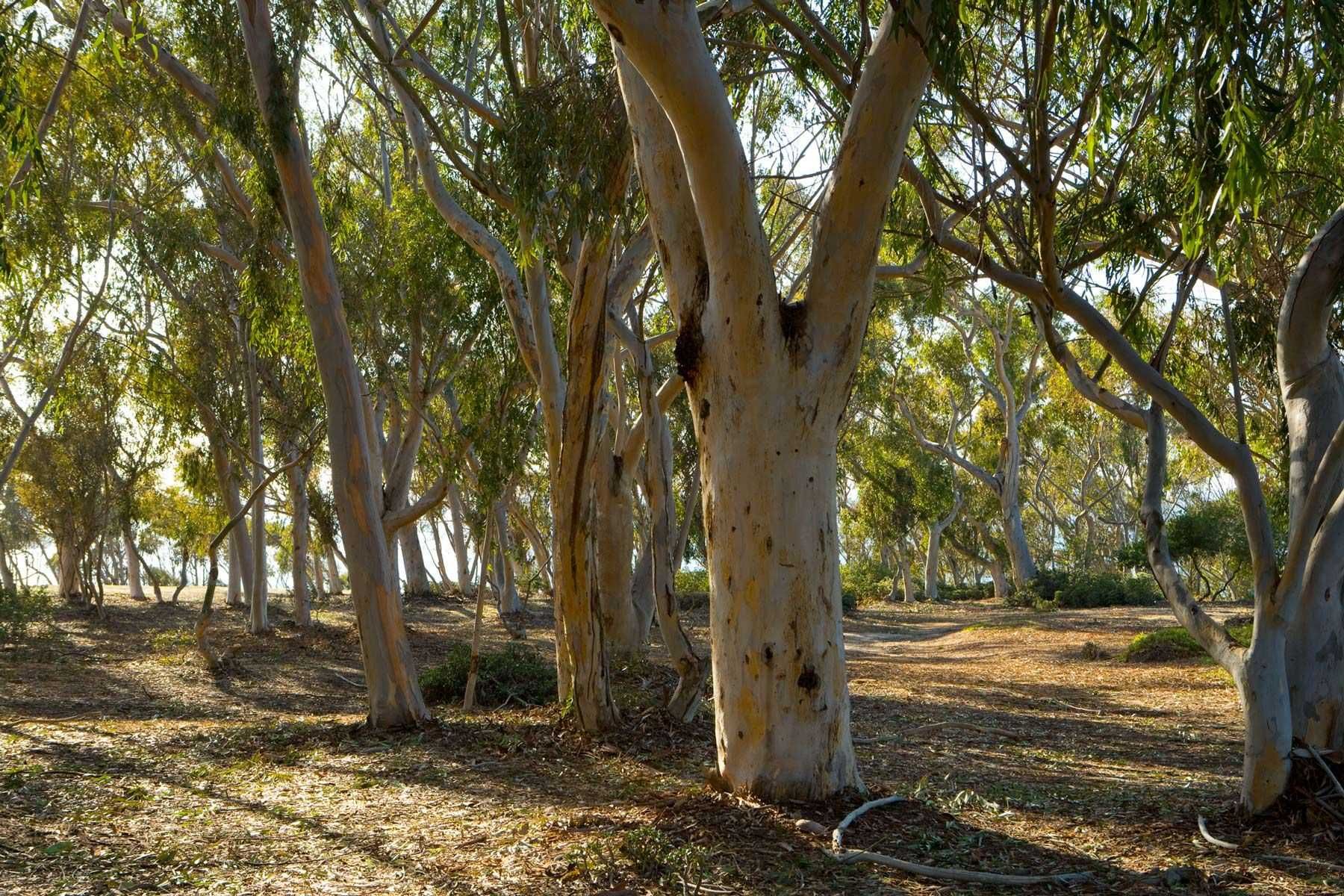 Project: UCSD Ecological ReserveClient: UCSD Facilities Design And Construction