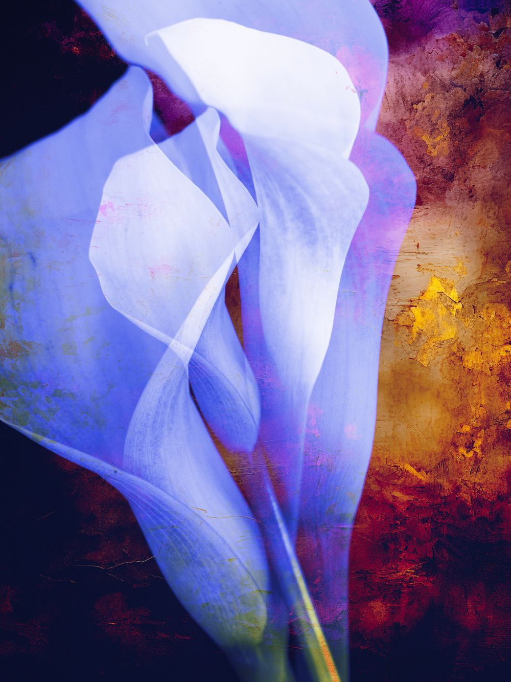 The Calla Continuum