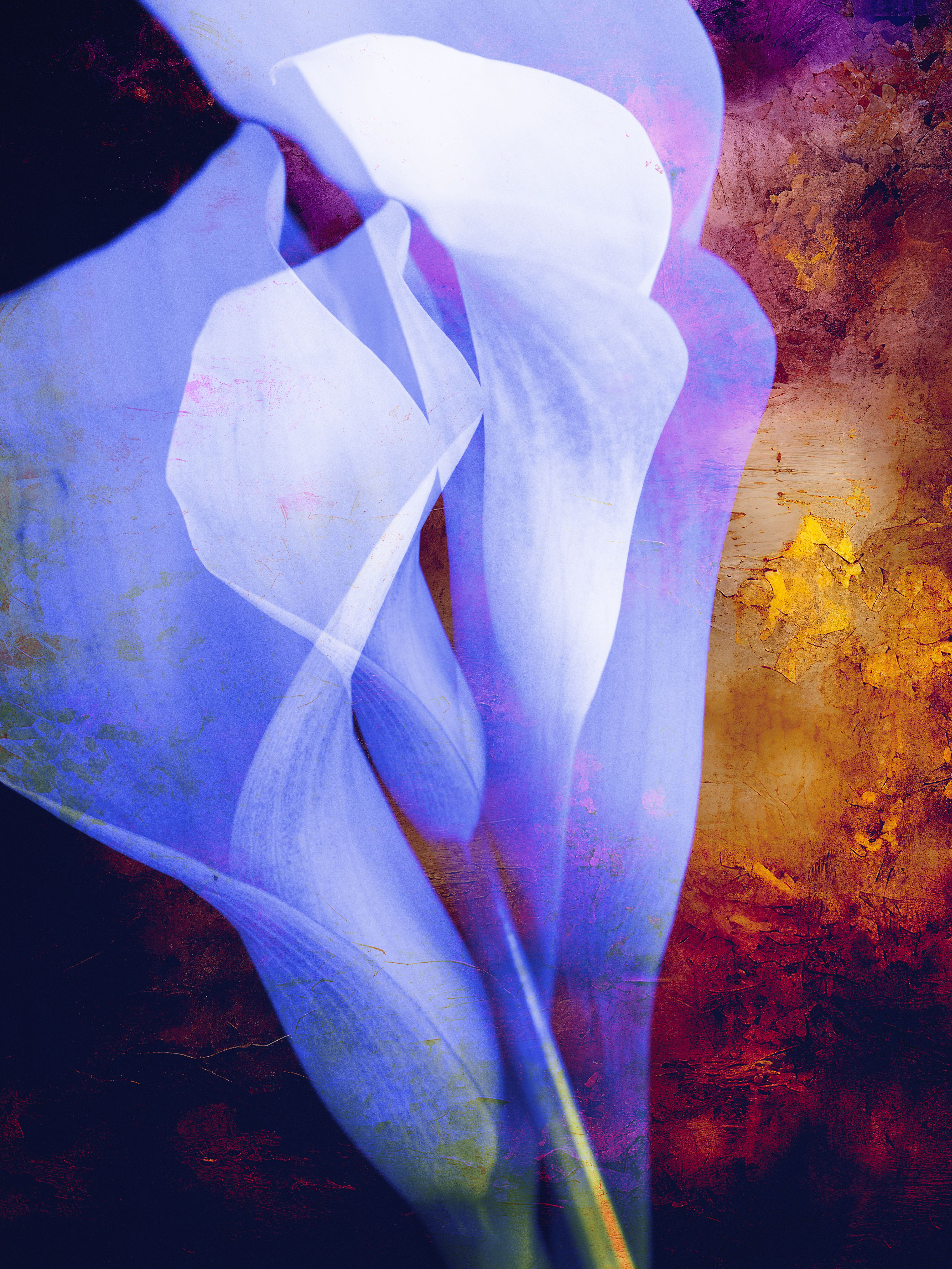 The Calla Continuum