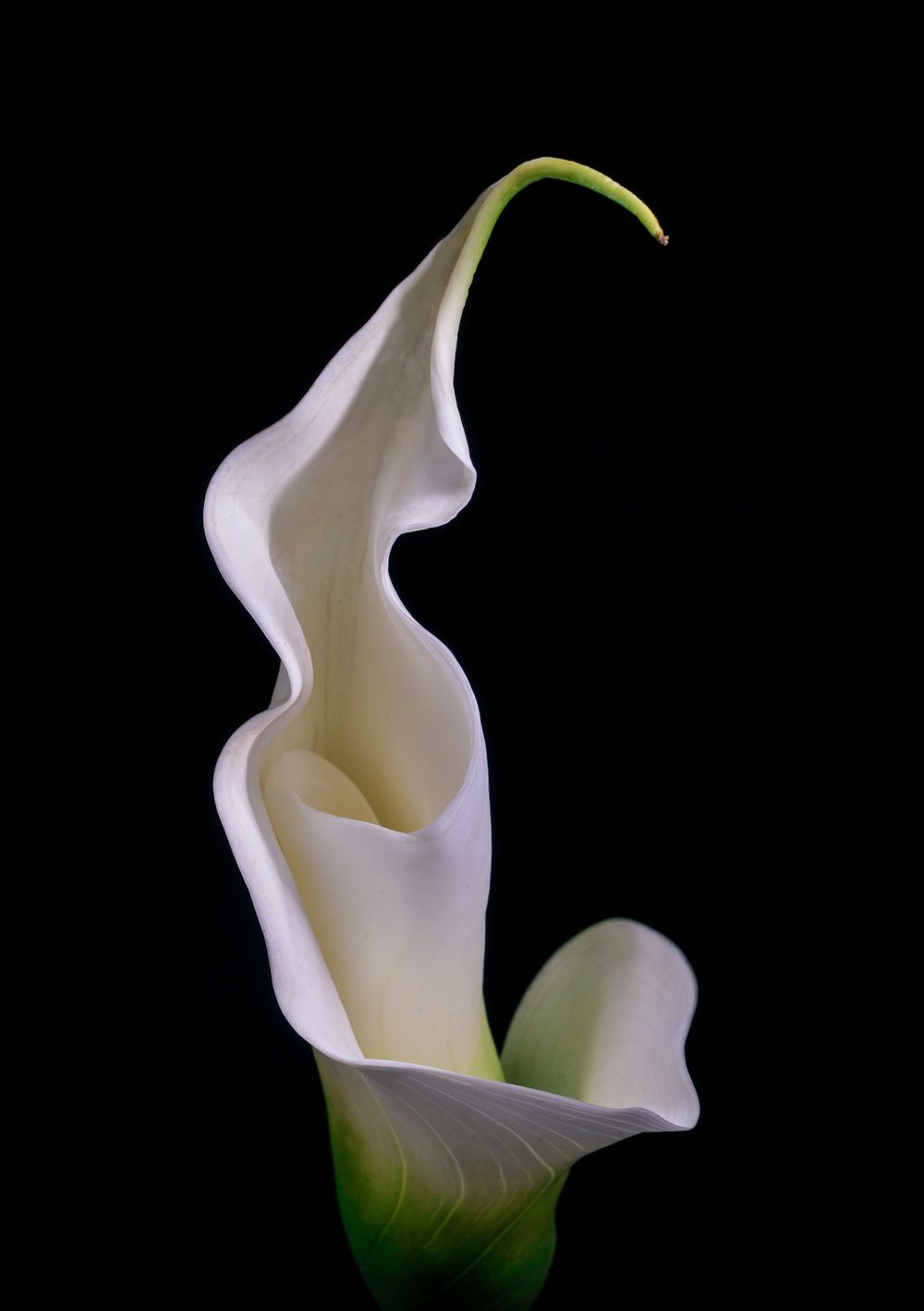 Calla Undulation