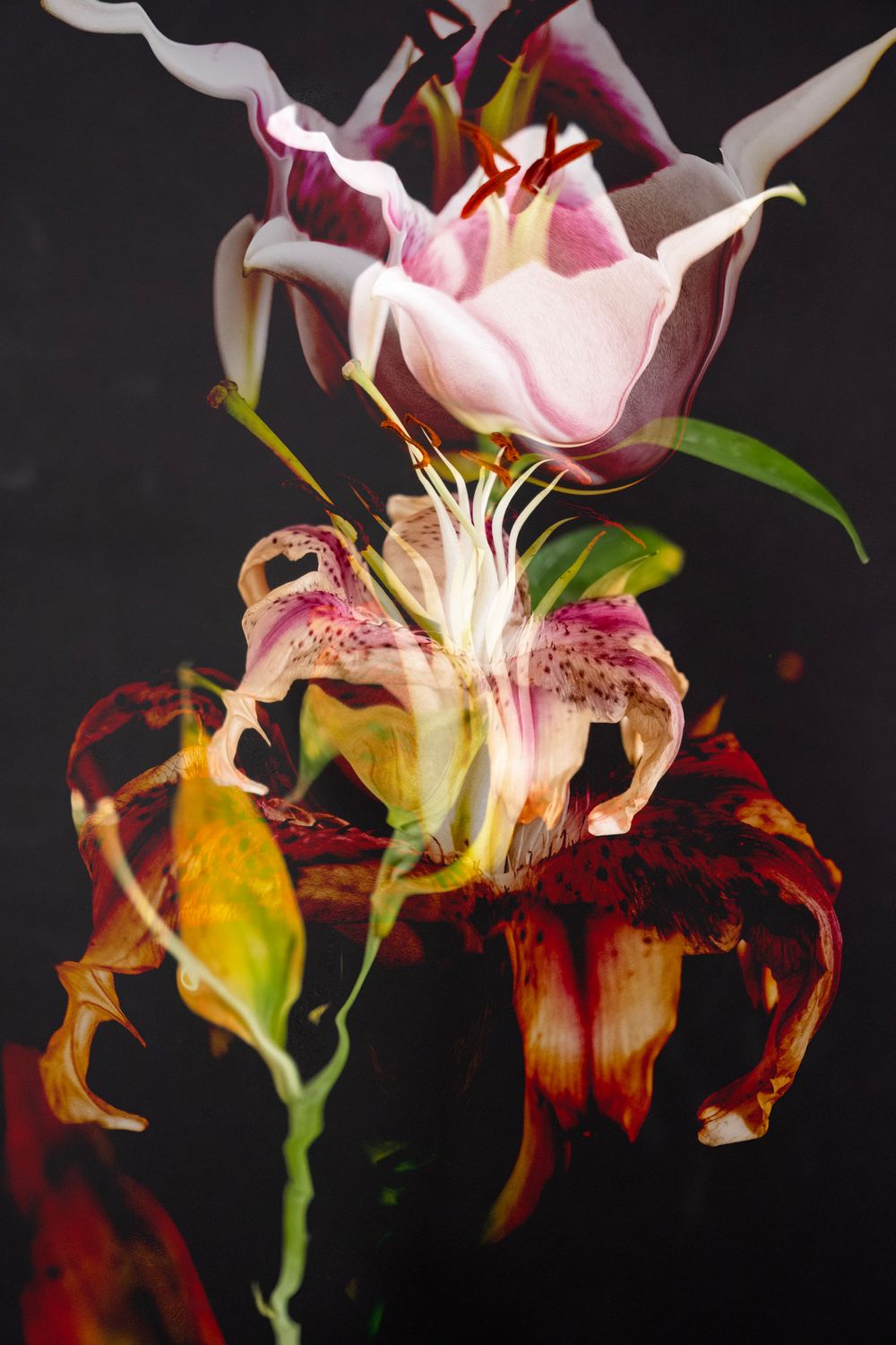 Introducing the Lily Sisters