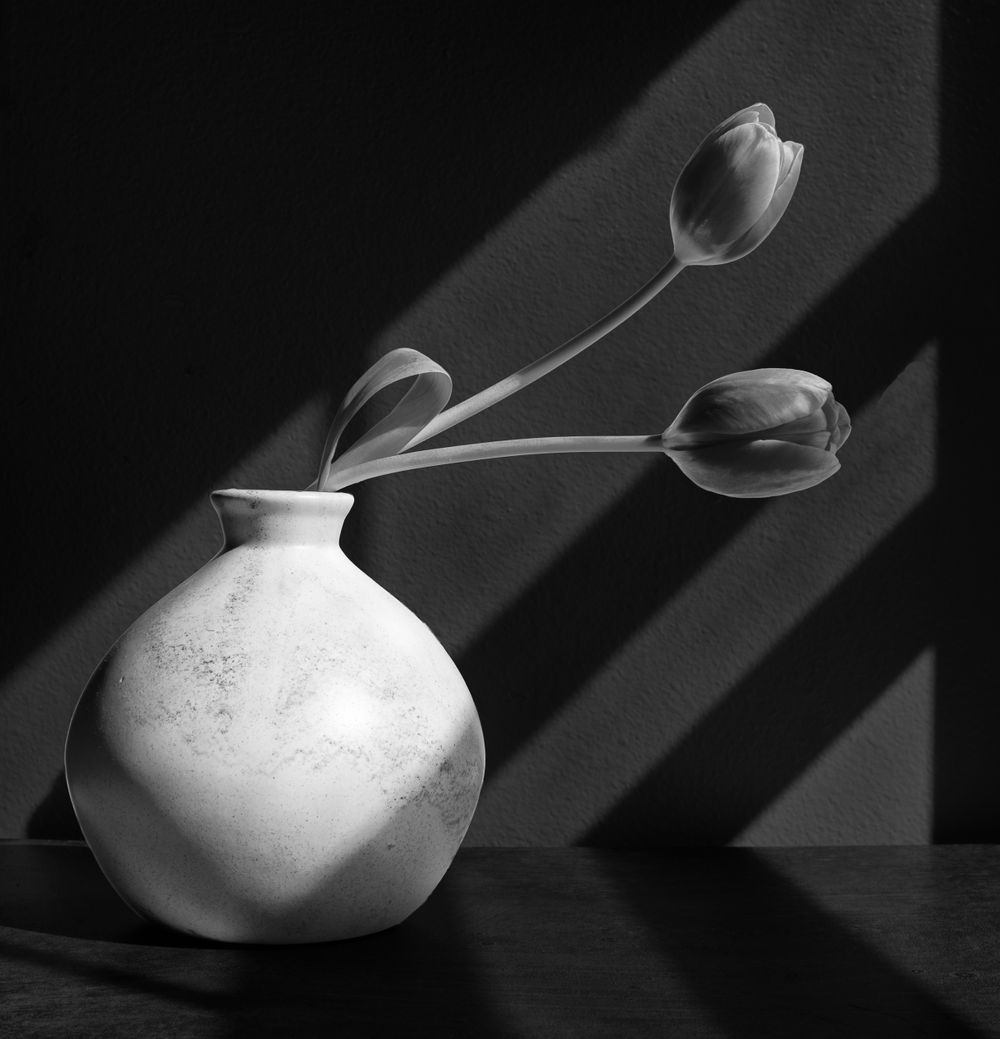 April Tulips