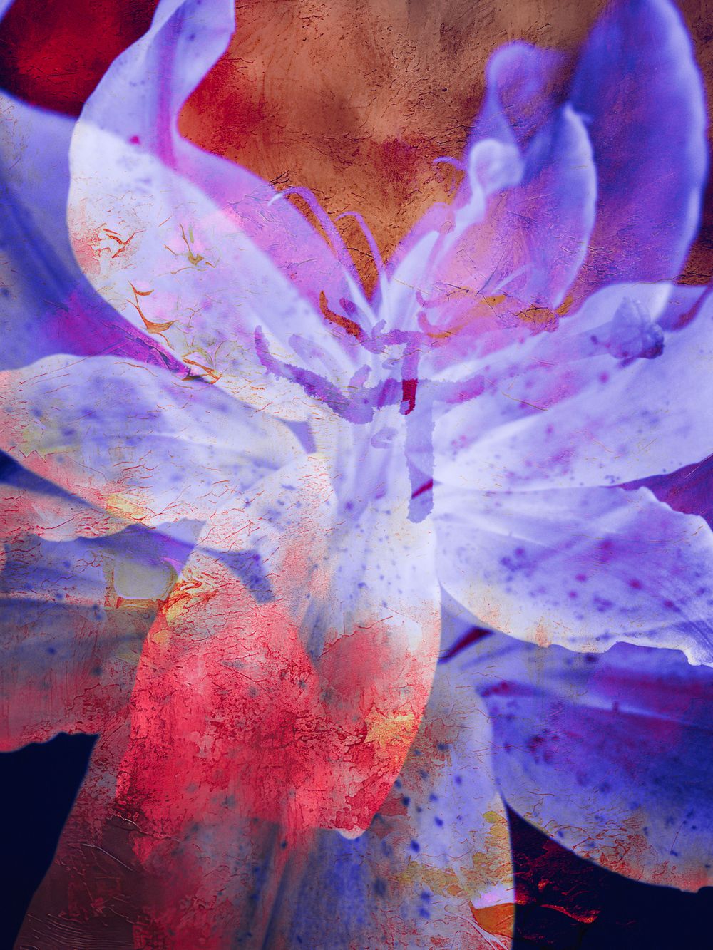 July Lily