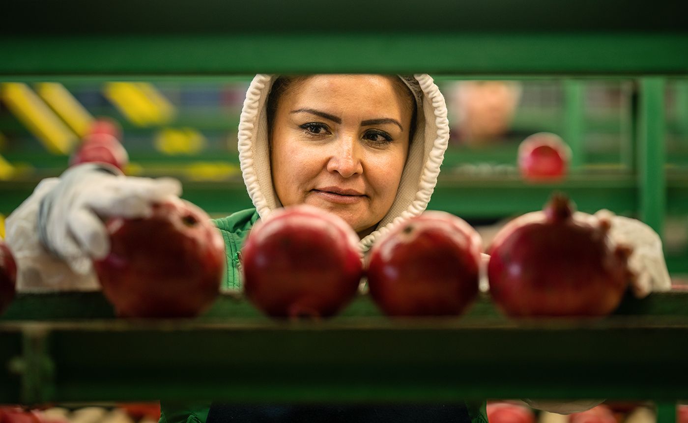 WARMERDAM PACKING POMEGRANATE LINE 039web.jpg