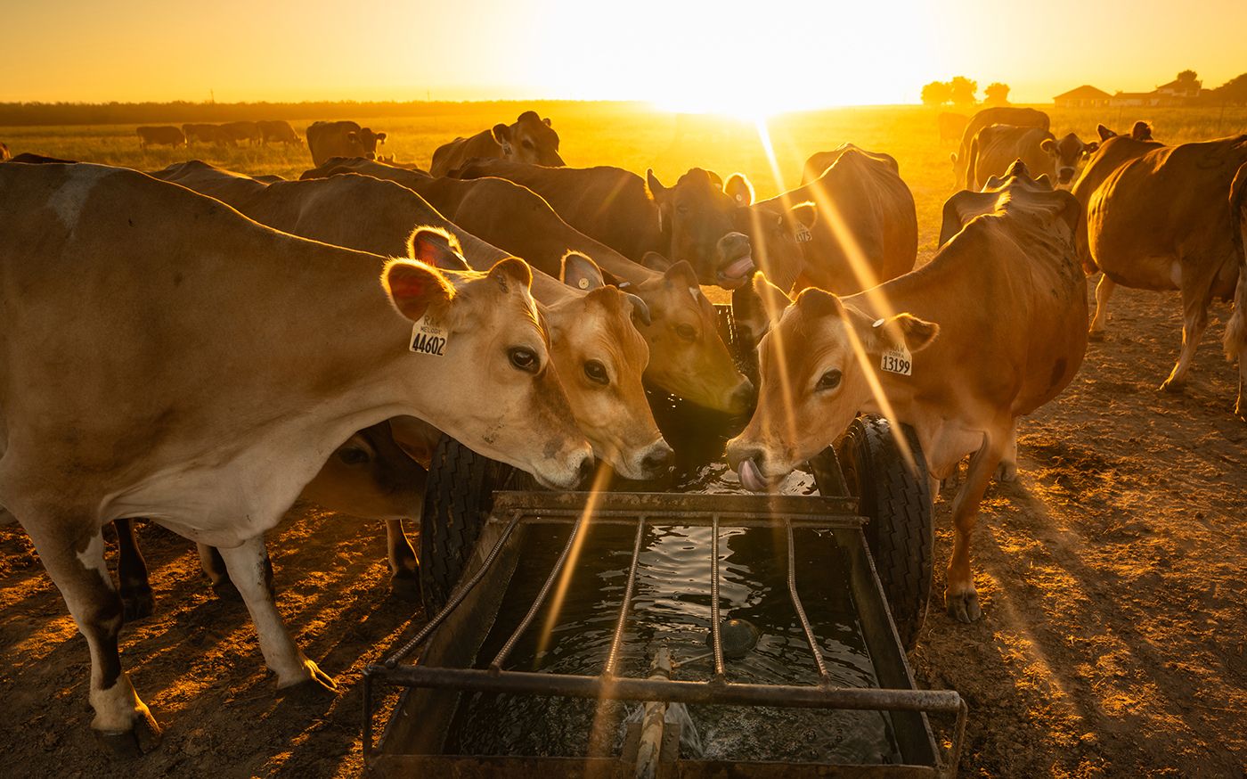 1464065-a-me-raw-milk-TO-0005b web.jpg