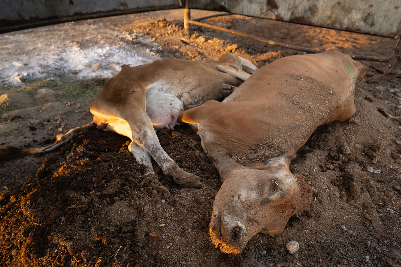 1479700-la-me-cows-dead-alive web.jpg