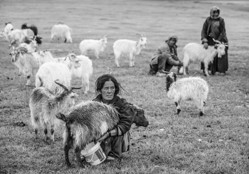 Changpa Nomads Milk Goats