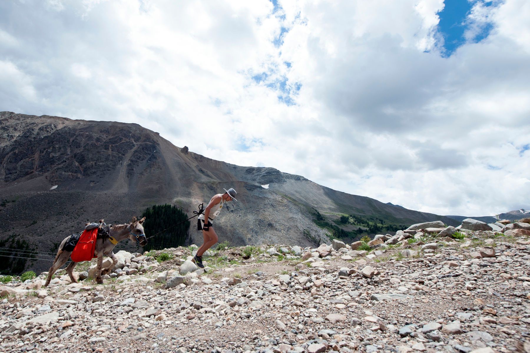 Ben Orvold of Sussex, Wisconsin pulls along his burro Bandit as they make their way up Mosquito Pass during the 69th Annual Burro Days Pack Burro Race in Fairplay, Colorado on July 30, 2017.  1burro_days_2017270seqn_
