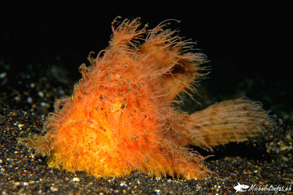 Poisson Crapaud 16.jpg