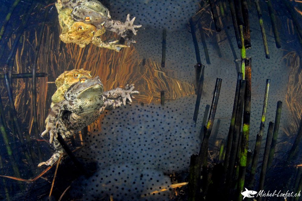 Copyright Michel Lonfat 18.jpg