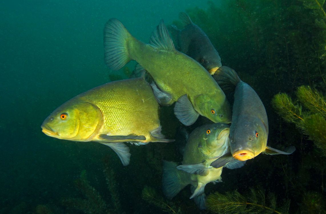 5 Accouplement de tanches, Valais, Suisse.jpg