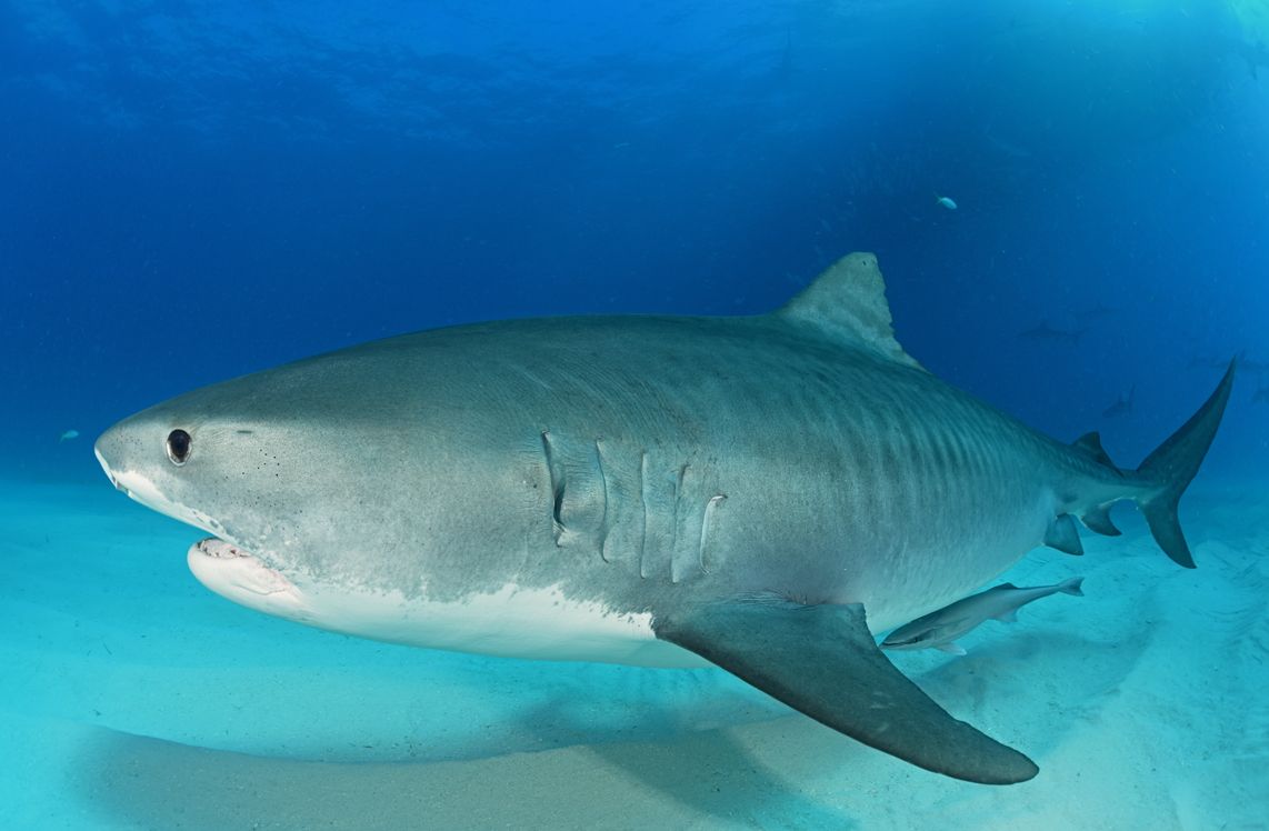 13 Tigre, Bahamas.jpg