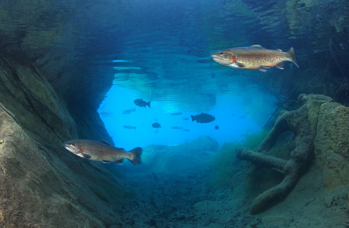 9 Truites, Berne, Suisse.jpg