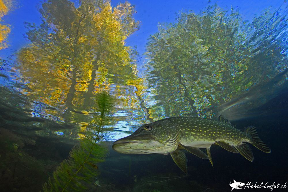 Copyright Michel Lonfat 8.jpg