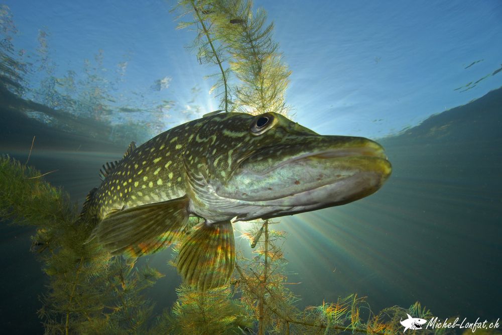 Copyright Michel Lonfat 9.jpg