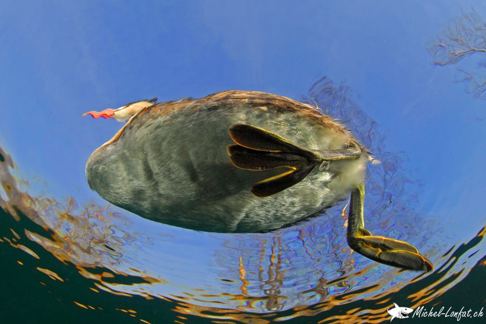 Copyright Michel Lonfat 14.jpg