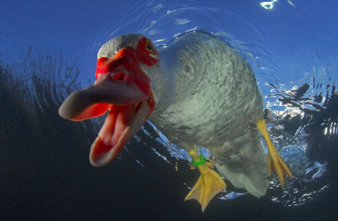 7 Canard de Barbarie, Valais, Suisse.jpg