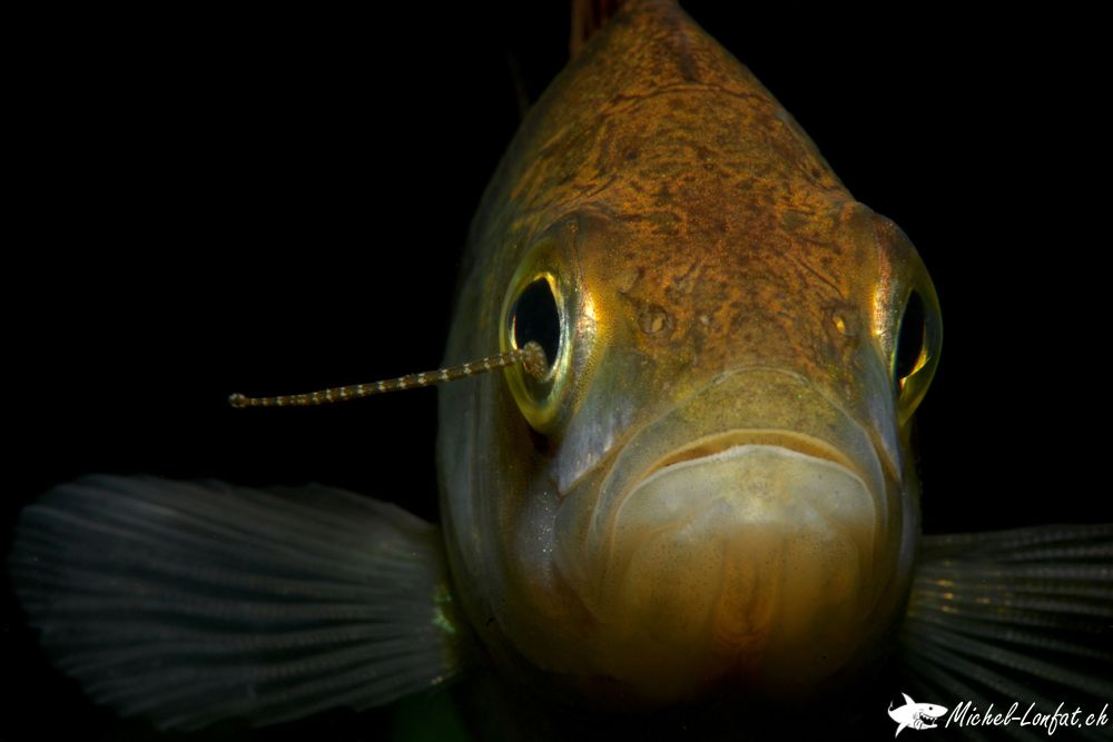 Copyright Michel Lonfat 4.jpg